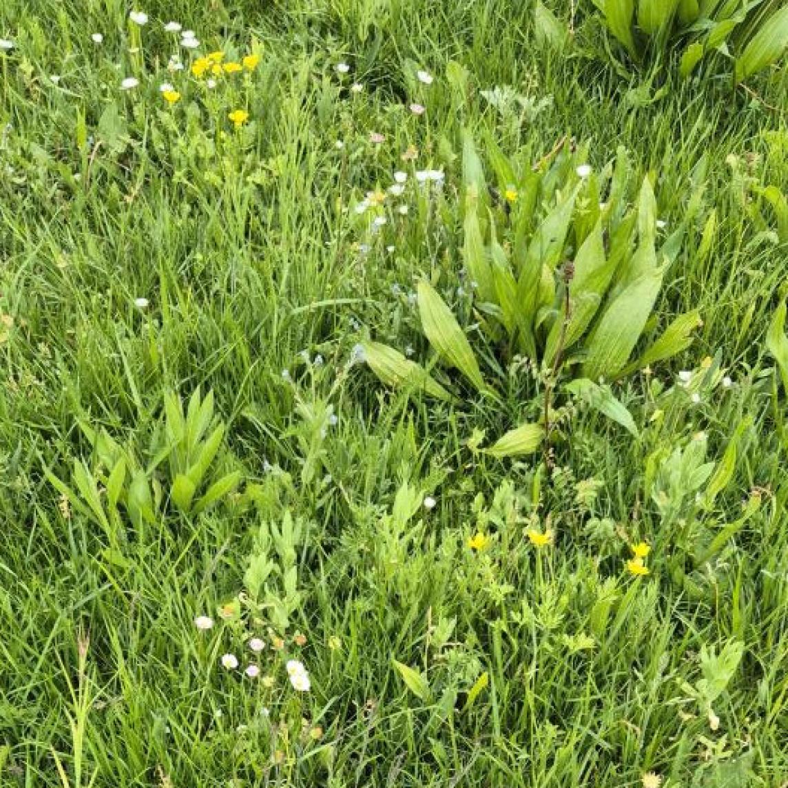 Kräuterwiese