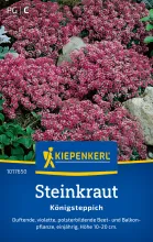 Steinkraut "Königsteppich" violett