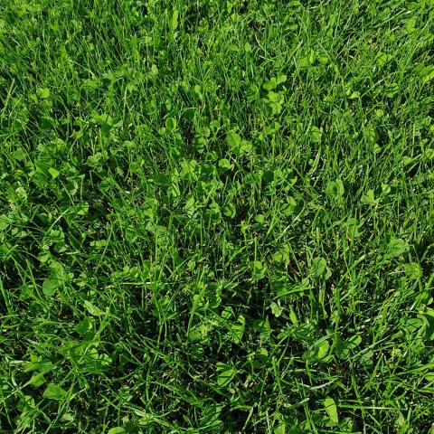 Naturrasen 10kg