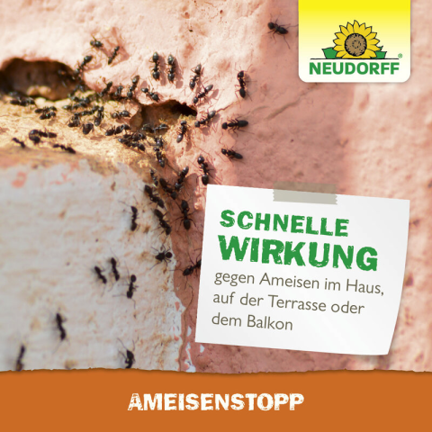AmeisenStopp
