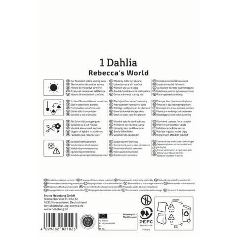 Dekorative Dahlie "Rebecca's World"