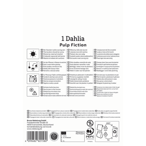 Feuerrote Dahlie Pulp Fiction (1 St) - nützlingsfreundlich
