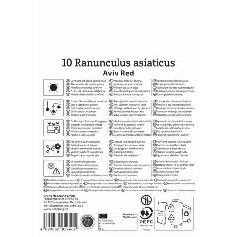 Ranunkeln Rot (10 Knollen)