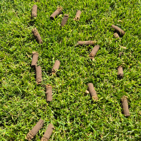 Aerifizierer Mietgerät Ergebnis