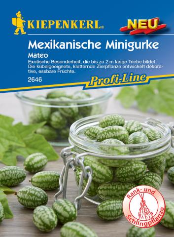 Mexikanische Minigurke Mateo