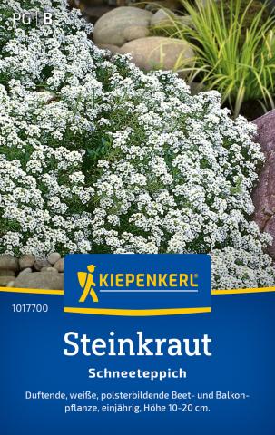 Steinkraut "Schneeteppich"