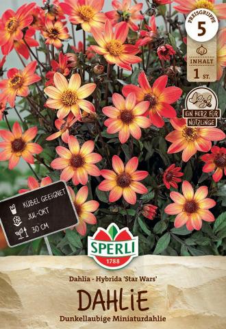 1 Dahlie Hybrida 'Star Wars'